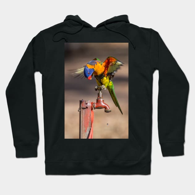 Orange Collared Lorikeet, Katherine Gorge NT Hoodie by AndrewGoodall